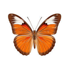 Fototapeta premium Banded orange butterfly - Dryadula phaetusa. Transparent PNG. Generative AI