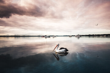 a closeup of a pelican bird sitting on a lake with a reflection, beautiful landscape, evening with a cloudy sky
