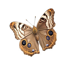 Common buckeye butterfly -  Junonia coenia. Transparent PNG. Generative AI