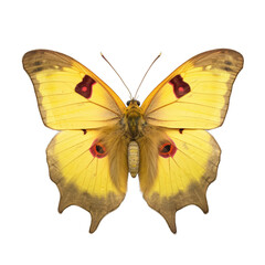 Obraz na płótnie Canvas Dark clouded yellow butterfly - Colias tyche. Transparent PNG. Generative AI