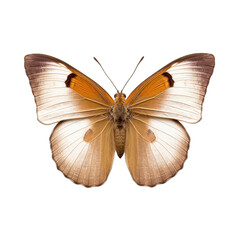 Meadow brown butterfly -  Maniola jurtina. Transparent PNG. Generative AI