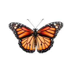 Fototapeta premium Monarch butterfly - Danaus plexippus. Transparent PNG. Generative AI