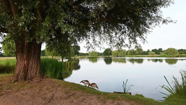 Egyptian geese at Bushy Park ponds in Surrey