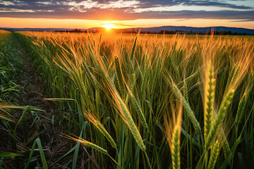 Farm wheat fields under AI sunset