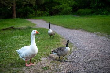 A white goose with an orange beak walking on a path with two Canada Geese. Seen near Keston Ponds in Kent, UK.