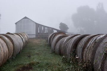 Haybales in a misty farmyard in NW Tasmania.