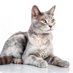 Obraz premium German Rex cat cat isolated on white background. Generative AI