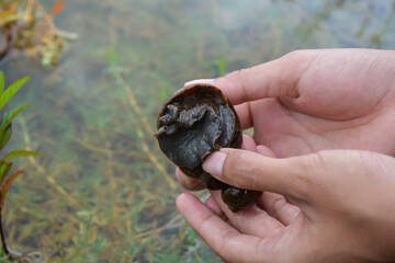 Amphibians, namely golden snails that are in a rock and lay eggs