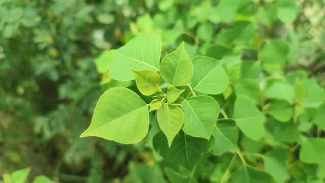 Triadica sebifera is a tree native to eastern China. It is commonly called Chinese tallow, Chinese tallowtree, Florida aspen, chicken tree, gray popcorn tree or candleberry tree.