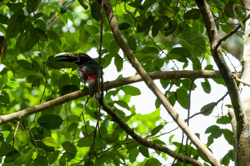 Calakmul - Collared aracari