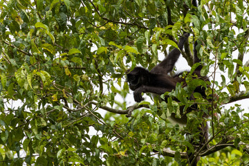 Calakmul - Geoffroy's spider monkey