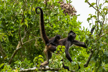 Calakmul - Geoffroy's spider monkey