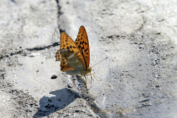 Pafia o Tabacco di Spagna o Fritillaria - Argynnis paphia