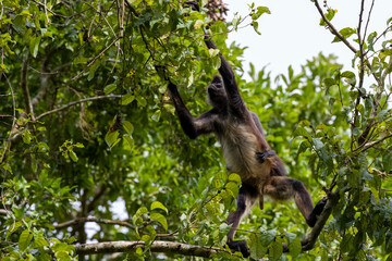 Calakmul - Geoffroy's spider monkey