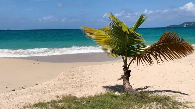 Small tropical palm tree on the golden sands of a Caribbean beach with ocean waves in background. NO audio.