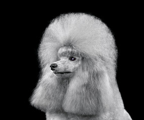 Portrait of elegant gray toy poodle