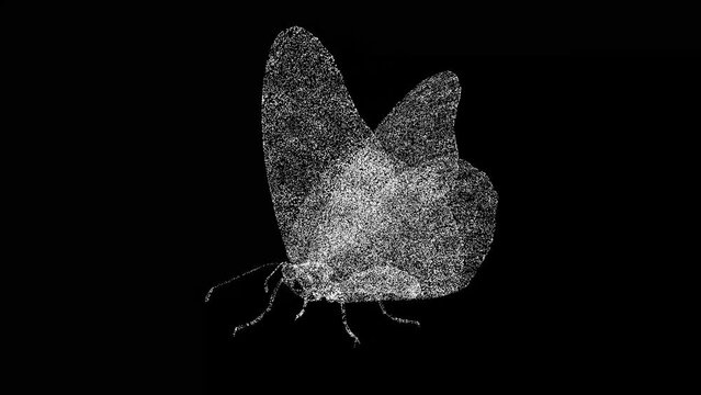 3D butterfly rotates on black background. Wild animals concept. Protection of the environment. For title, text, presentation. Object made of shimmering particles. 3d animation 60 FPS