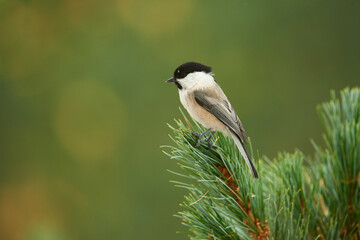 Lovely willow tit (Poecile montanus)