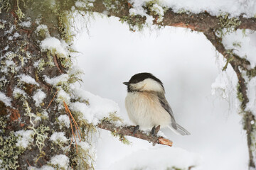 Willow tit in winter