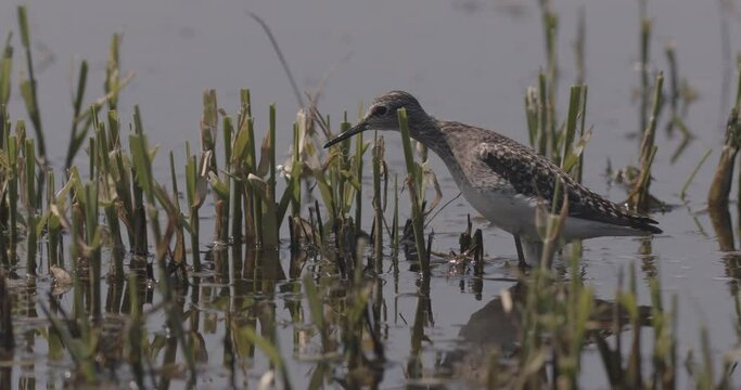 Ruff Calidris Pugnax Looking For Food In A Puddle Close-Up Image