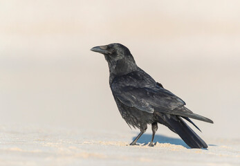 Carrion Crow, Corvus corone