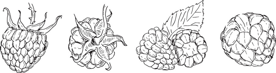 Raspberry Vector Line Art. Hand drawn Collction of Raspberries. Doodle and Cartoon Styled Monochrome Clip Art.