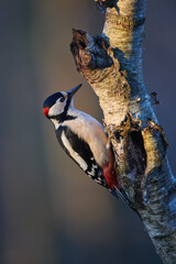Male great-spotted woodpecker (Dendrocopos major)