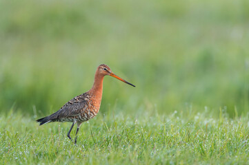 Black-tailed Godwit, Limosa limosa limosa