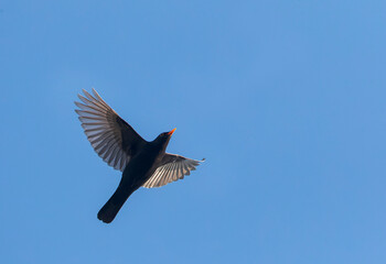 Common Blackbird, Turdus merula