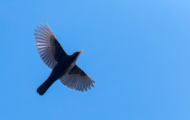 Common Blackbird, Turdus merula