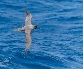 Fototapeta na wymiar Light-mantled Albatross, Phoebetria palpebrata