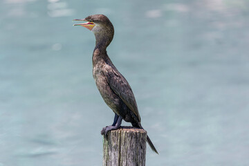 Bacalar - Cormorant
