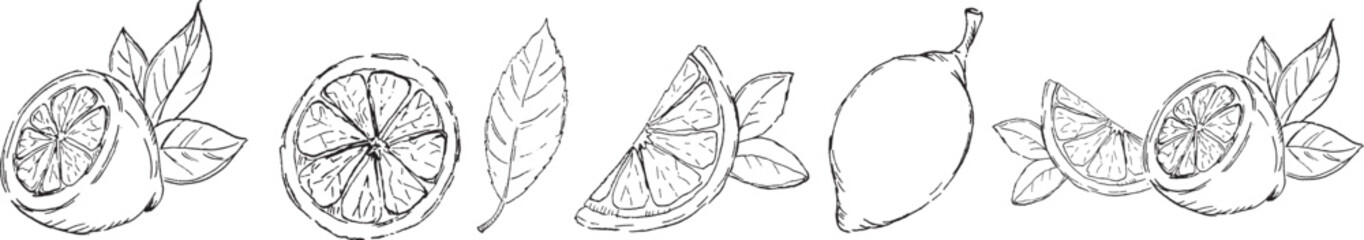 Citrus Vector Black Line Art. Monochrom set of  Hand drawn Lemons with leafs.