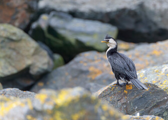 Little Pied Cormorant, Microcarbo melanoleucos