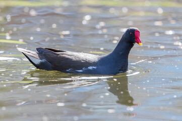 Common Moorhen, Gallinula chloropus