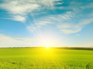Fototapeta na wymiar Dawn over wheat field and bright blue sky.