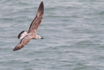 Naklejka premium Caspian Gull, Larus cachinnans
