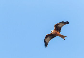 Fototapeta na wymiar Red Kite, Milvus milvus