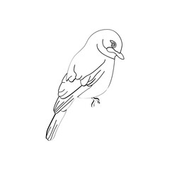 Bird outline vector for coloring book and tattoo design. Bird line art. Bird vector illustration. Bird outline. Bird line art. Hand drawn bird.