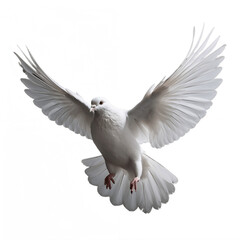 white dove of peace, no background