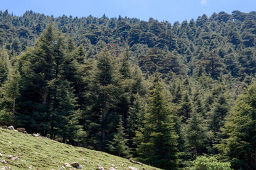 Scenic View from Chelia National Park. Atlas Cedar Forest (Cedrus Atlantica) in Mount Chelia in the Aures mountains in Algeria