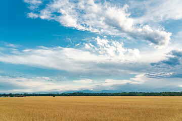 Fototapeta na wymiar Wheat field in the background mountain ranges