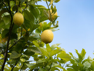 juicy natural lemons hang on the tree