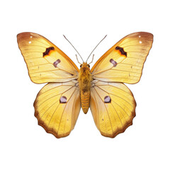 Pale clouded yellow butterfly -  Colias hyale. Transparent PNG. Generative AI