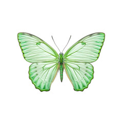 Pale green awl butterfly -  Hasora chromus. Transparent PNG. Generative AI