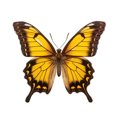 Southern dogface butterfly -  Zerene cesonia. Transparent PNG. Generative AI