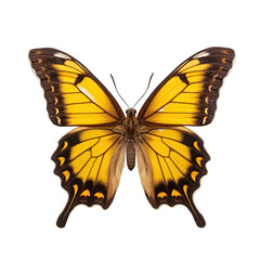 Obraz premium Southern dogface butterfly - Zerene cesonia. Transparent PNG. Generative AI