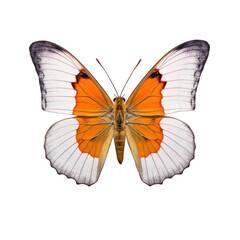 Fototapeta na wymiar Tailed orange tip butterfly - Colotis evagore. Transparent PNG. Generative AI