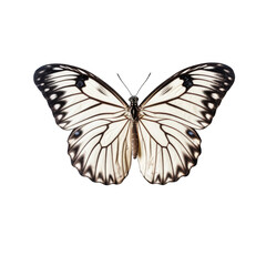 Fototapeta na wymiar Tree nymph butterfly - Idea leuconoe. Transparent PNG. Generative AI