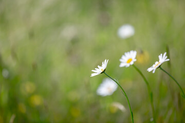 Pretty daisies in the late spring sunshine, with a shallow depth of field